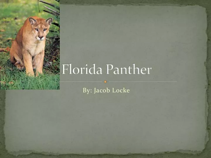 florida panther