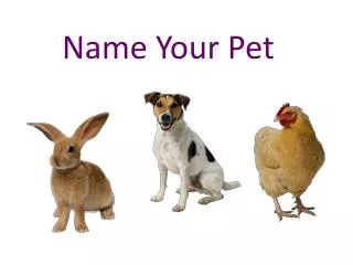 Name Your Pet