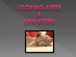 LOOKING AFTER A NEW KITTEN