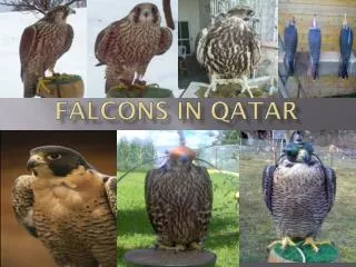 Falcons in Qatar