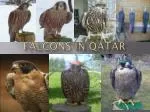 Falcons in Qatar - slide 1