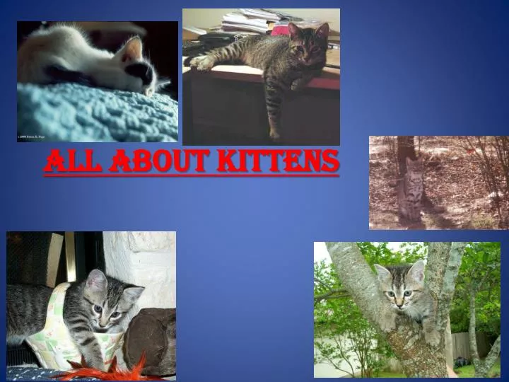 all about kittens