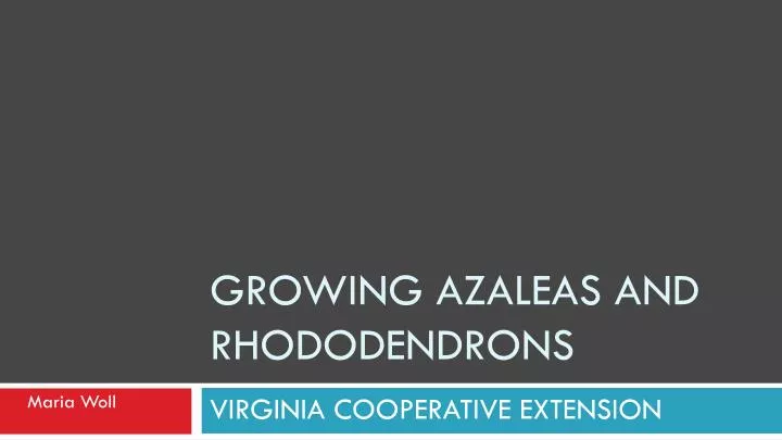 growing azaleas and rhododendrons