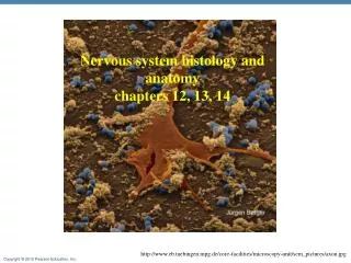Nervous system histology and anatomy chapters 12, 13, 14