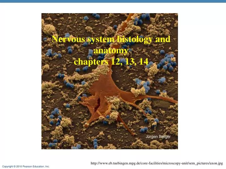 nervous system histology and anatomy chapters 12 13 14