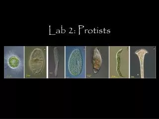 Lab 2: Protists