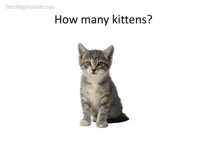 how many kittens