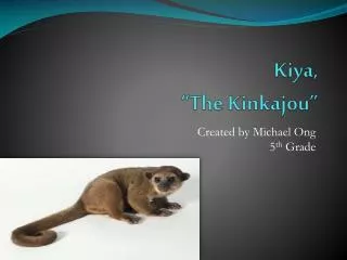 kiya the kinkajou