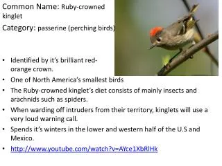 Common Name: Ruby-crowned 					 kinglet Category: passerine (perching birds)