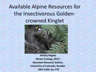 Available Alpine Resources for the Insectivorous Golden-crowned Kinglet