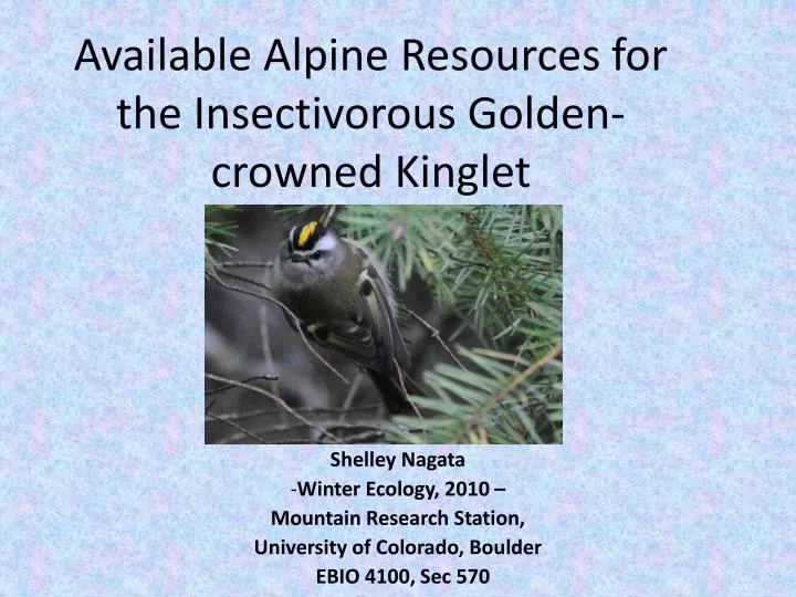available alpine resources for the insectivorous golden crowned kinglet