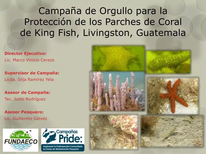 campa a de orgullo para la protecci n de los parches de coral de king fish livingston guatemala