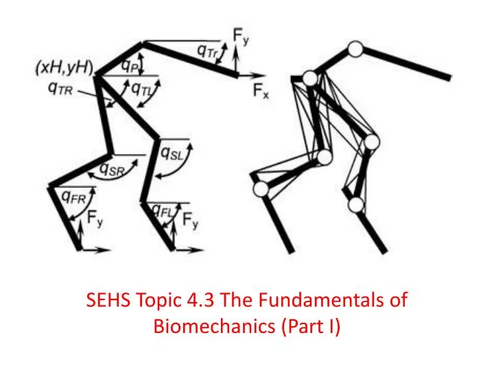 sehs topic 4 3 the fundamentals of biomechanics part i