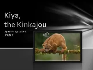 Kiya ,						 the Kinkajou