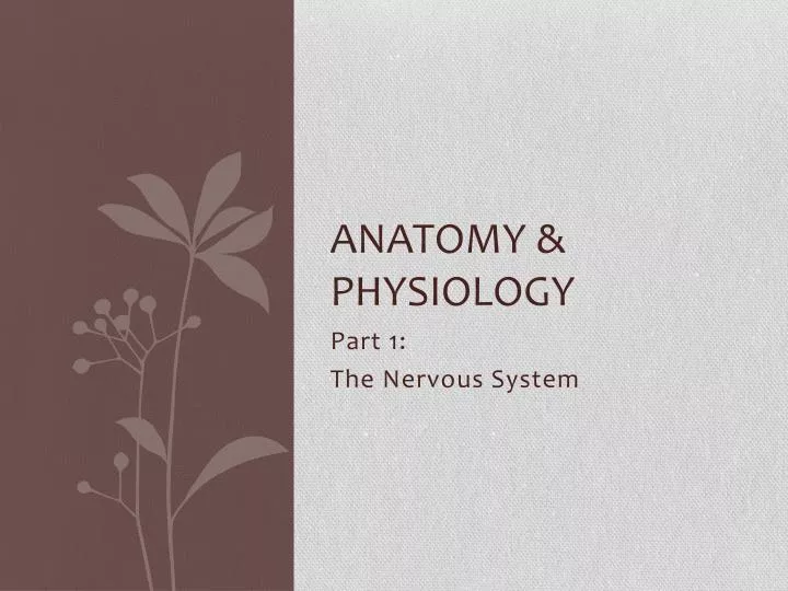 anatomy physiology