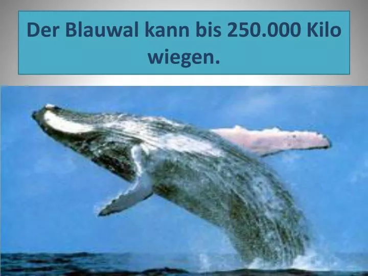 der blauwal kann bis 250 000 k ilo wiegen
