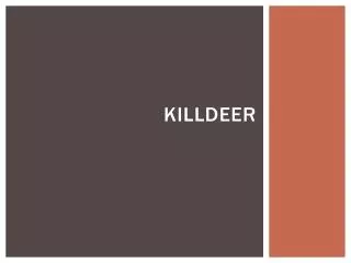 Killdeer