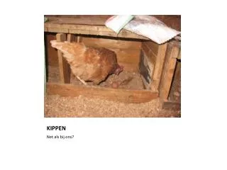 kippen