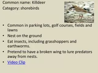 Common name: Killdeer Category: shorebirds Common in parking lots, golf courses, fields and lawns