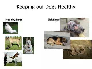Keeping our Dogs Healthy