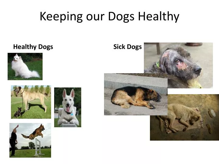 keeping our dogs healthy