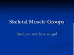 Skeletal Muscle Groups - slide 1
