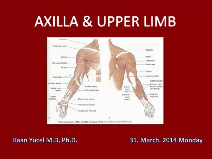 8.2 Bones of the Upper Limb – Anatomy & Physiology