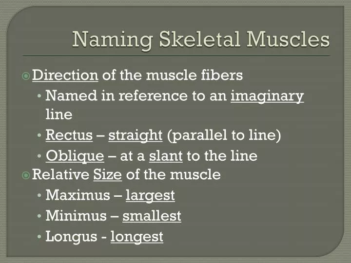 naming skeletal muscles