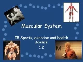 Muscular System