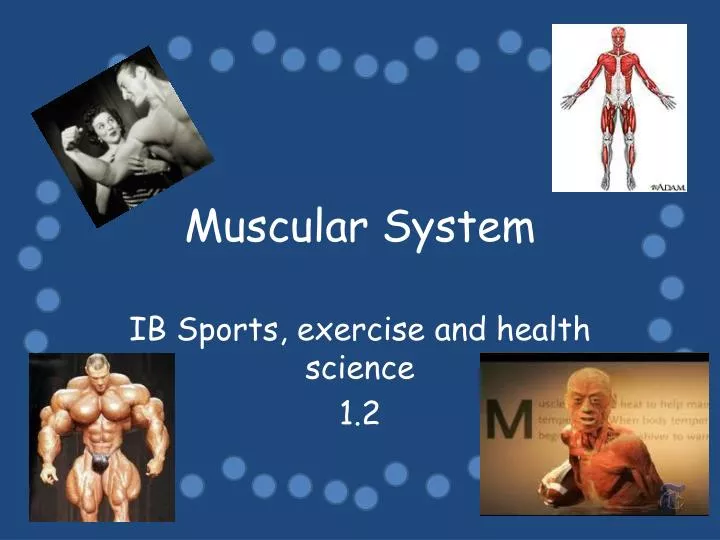 muscular system