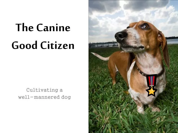 the canine good citizen