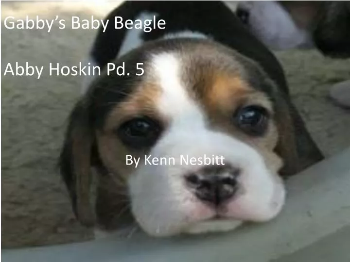 gabby s baby beagle abby hoskin pd 5