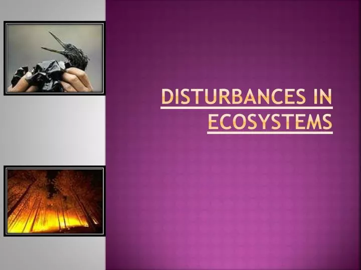 disturbances in ecosystems