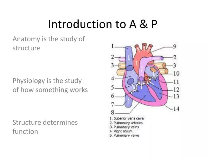 introduction to a p