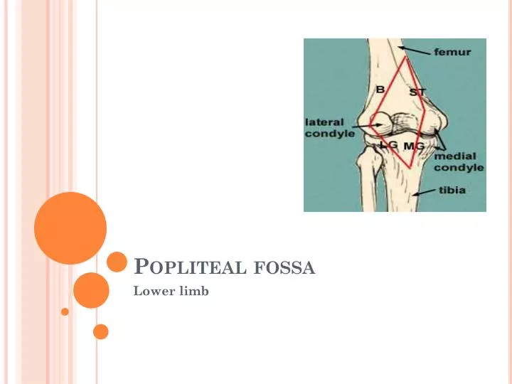 popliteal fossa