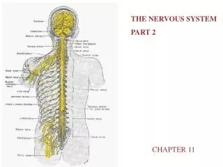 THE NERVOUS SYSTEM PART 2