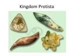 Understanding the Diversity of Protists: Eukaryotic Kingdom Explored - slide 1