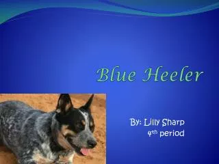 blue heeler