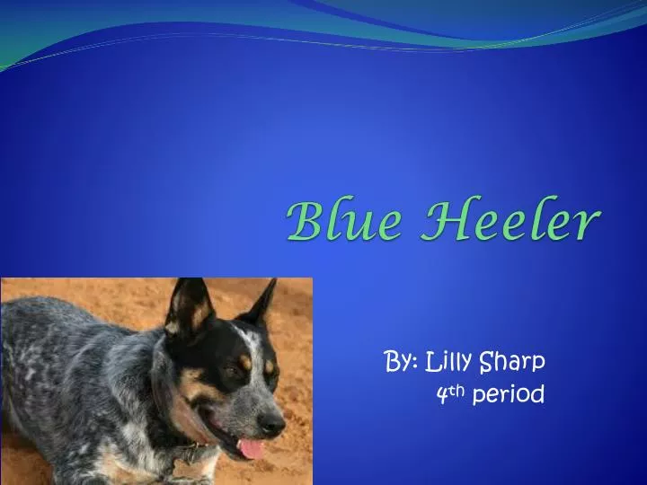 blue heeler