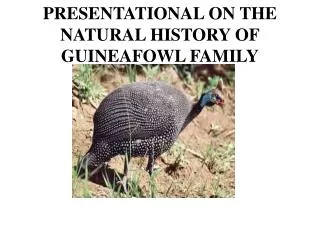 PRESENTATIONAL ON THE NATURAL HISTORY OF GUINEAFOWL FAMILY