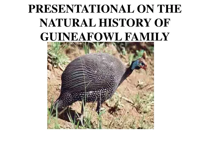 presentational on the natural history of guineafowl family