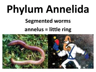 Phylum Annelida