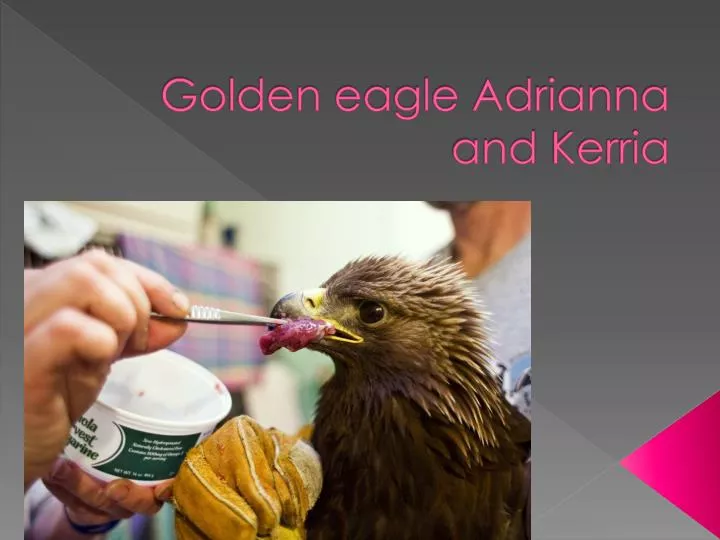 golden eagle a drianna and k erria