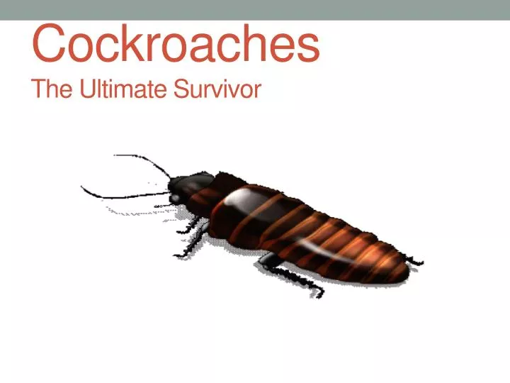 cockroaches the ultimate survivor