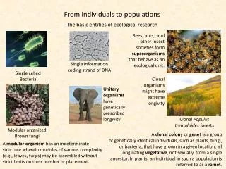 From individuals to populations