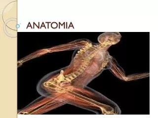 anatomia