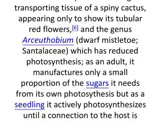 what is mistletoe