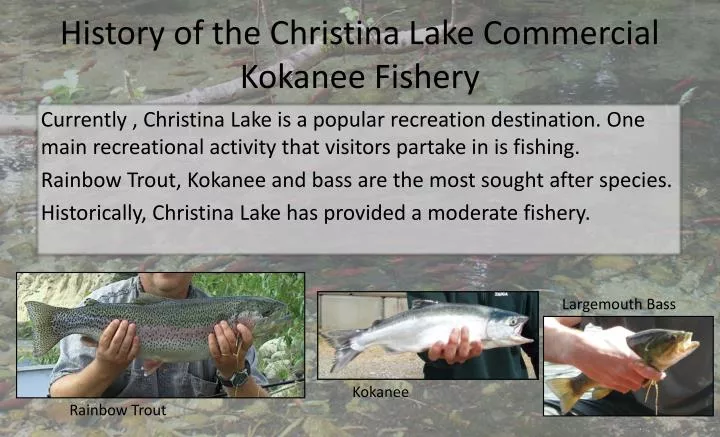 history of the christina lake commercial kokanee fishery