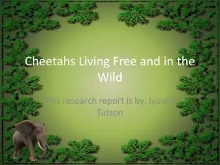 Cheetahs Living Free and in the Wild