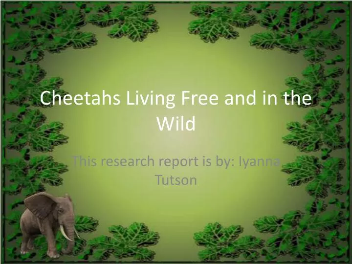 cheetahs living free and in the wild